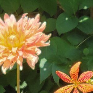 Meet your Posher, Daisy